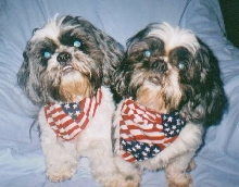 Patriotic Tzu Boys
