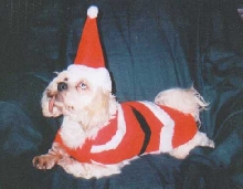 Danny Elf
