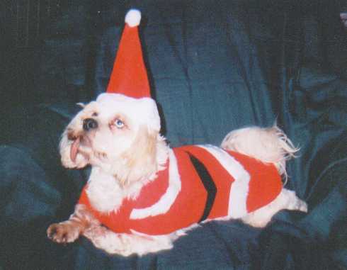 Danny Elf