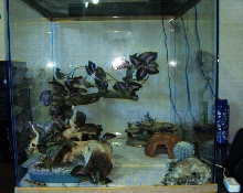 65 Gallon Leo setup