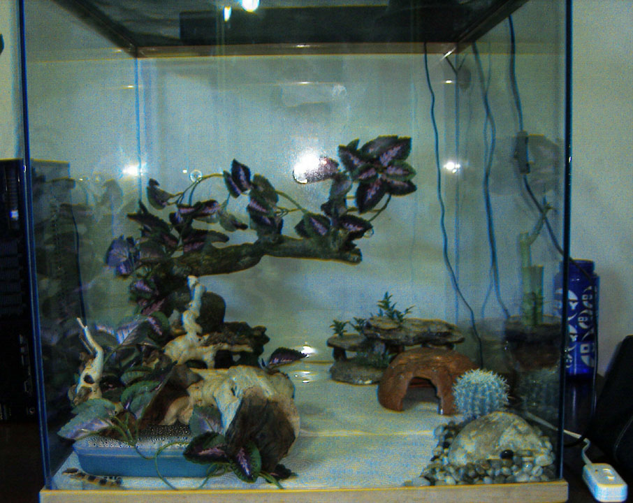 65 Gallon Leo setup