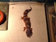 Dot