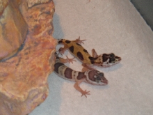 New babies!