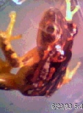hyperolius rubrovermiculatus female