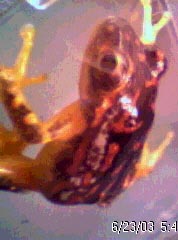 hyperolius rubrovermiculatus female