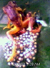 hyperolius rubrovermiculatus breeding/spawn