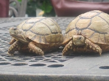 egyptian Dwarf torts