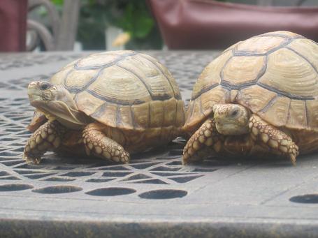 egyptian Dwarf torts