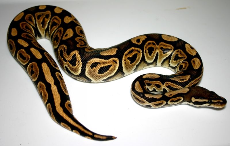 Black Pastel female