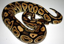Black Pastel female