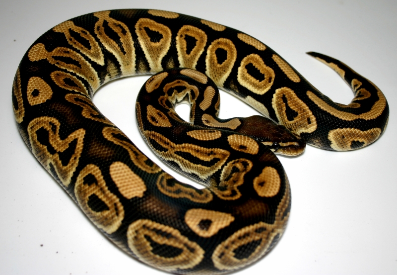 Black Pastel female