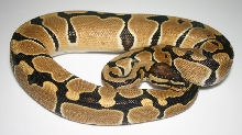 100 % het Clown female