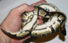 Harelquin? belly