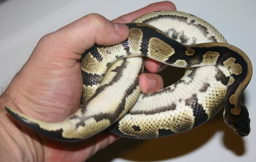 Harelquin? belly