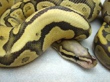 Hypo Super Vanilla