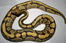 Hypo Vanilla