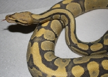 Hypo Vanilla
