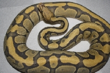 Hypo Vanilla