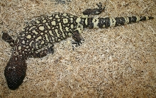 2006 Horridum h. exasperatum (Angeli Stock)