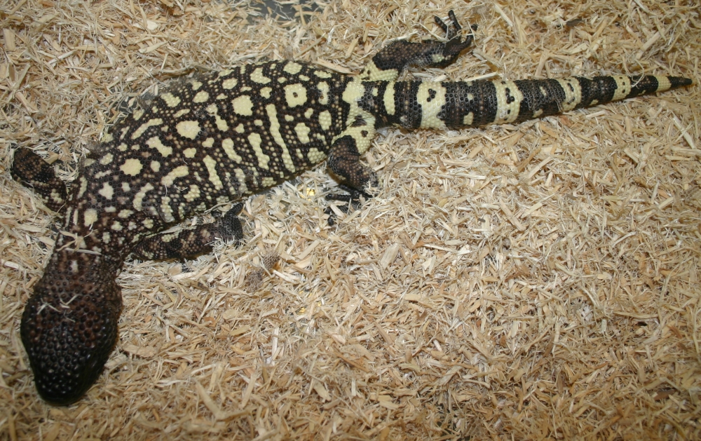 2006 Horridum h. exasperatum (Angeli Stock)