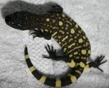 2006 "Angeli" exasperatum