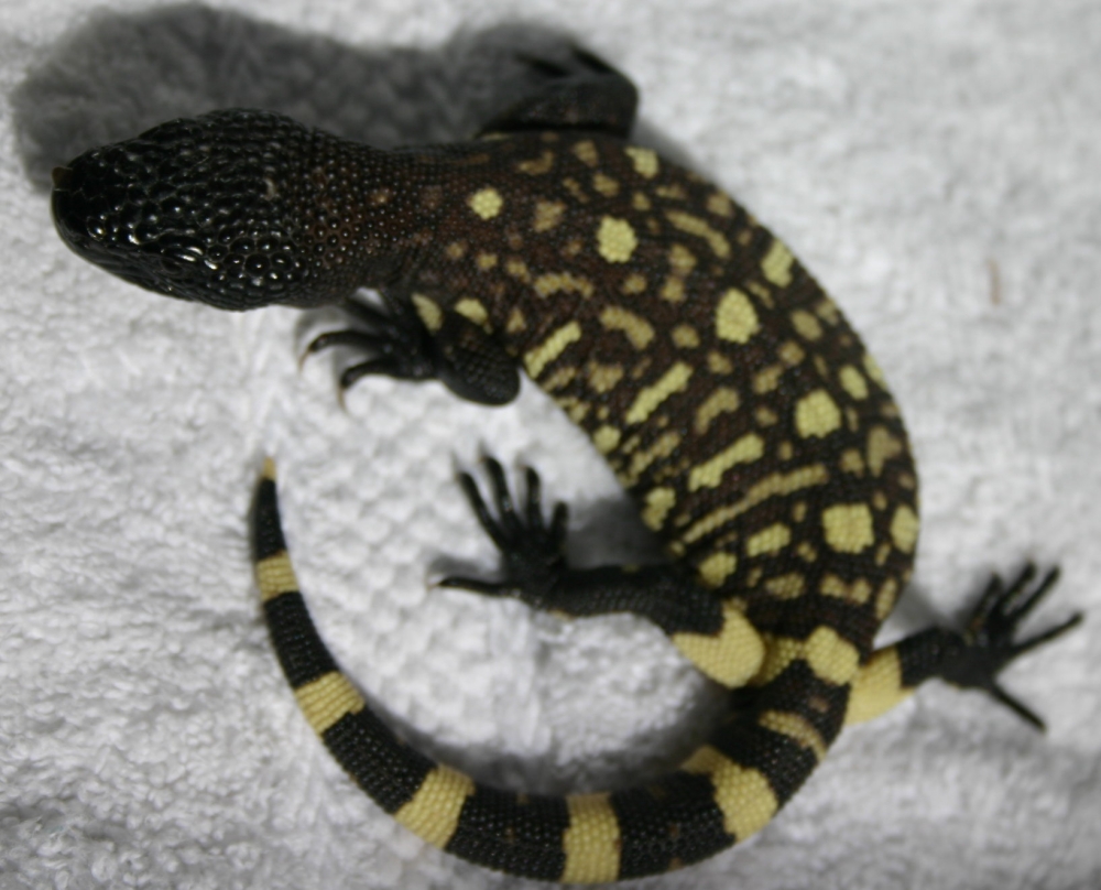 2006 "Angeli" exasperatum
