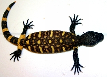 Angeli exasperatum