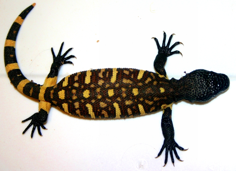 Angeli exasperatum
