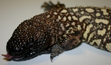 Heloderma h. exasperatum
