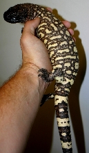 2006 Heloderma h. exasperatum
