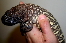 2006 Heloderma h. exasperatum