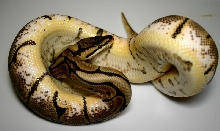 Spider female