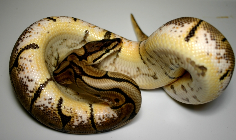 Spider female