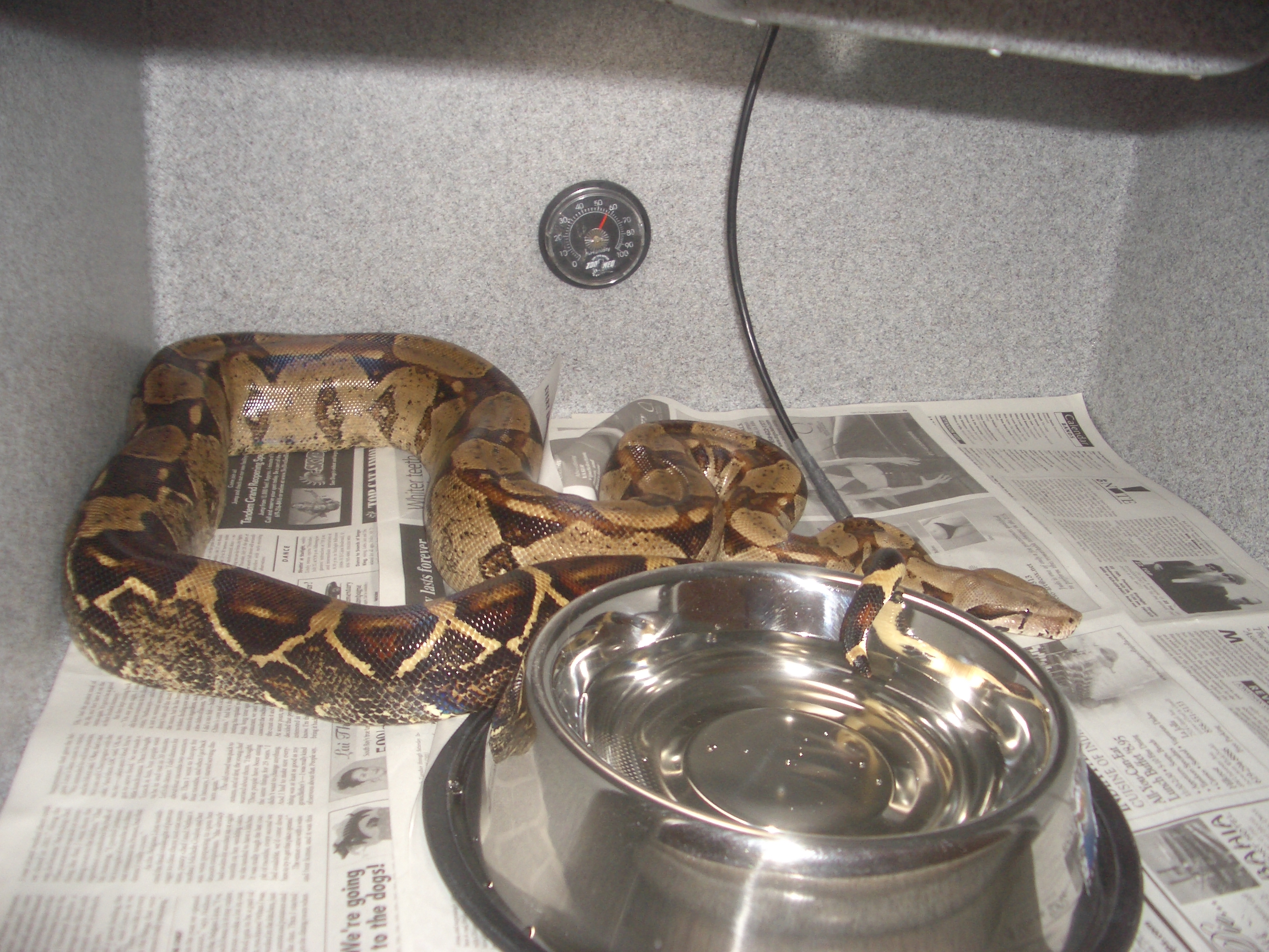 boa