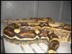boa