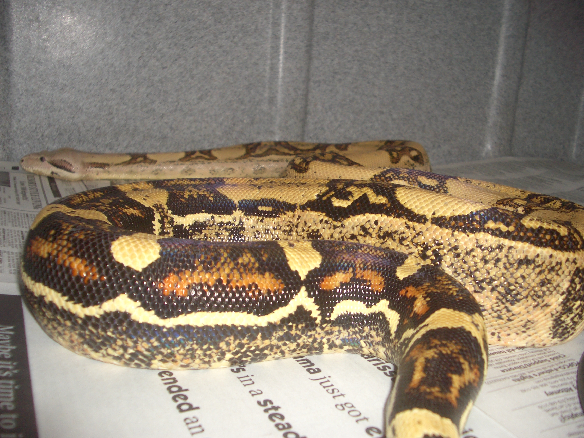 boa