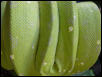 Green Treen Python