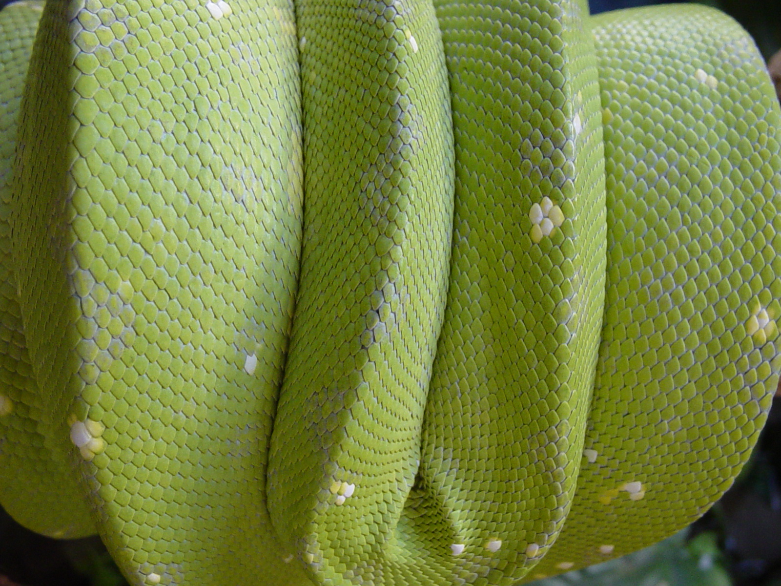 Green Treen Python