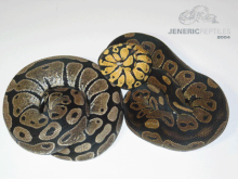 jeneric's collection