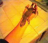 my new pet yoshi