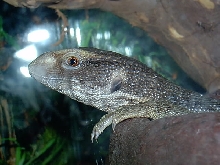 yoshi