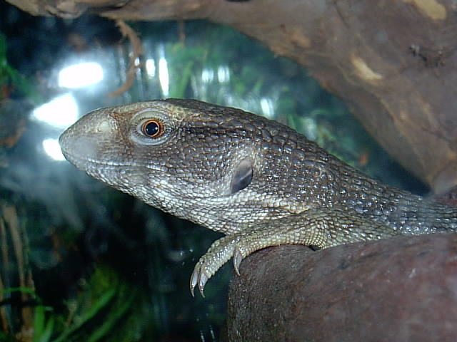 yoshi