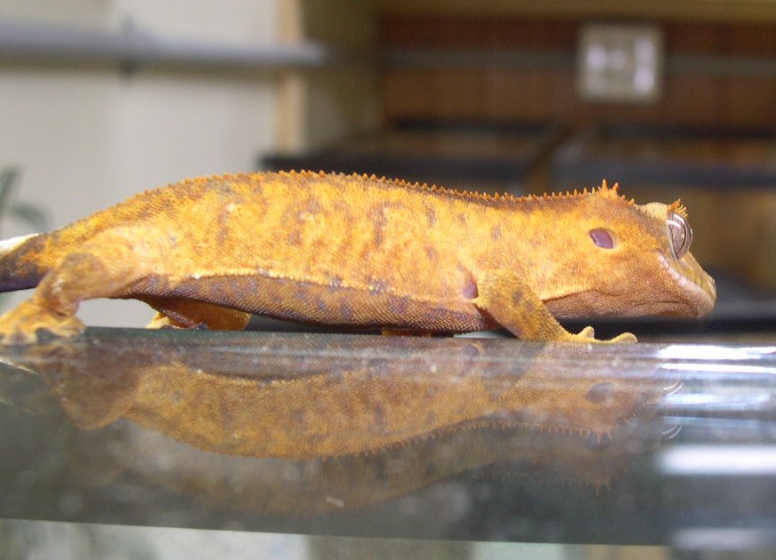 crested