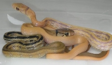 albino/norm