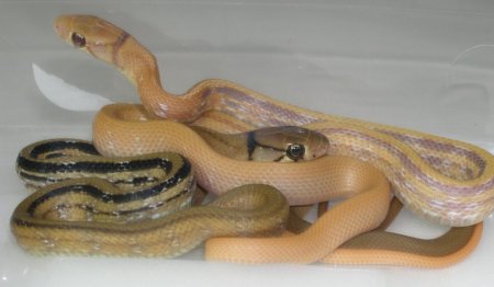 albino/norm