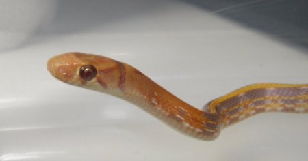 albino head shot