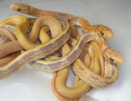 albino rats