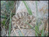 Great Basin Rattlesnake