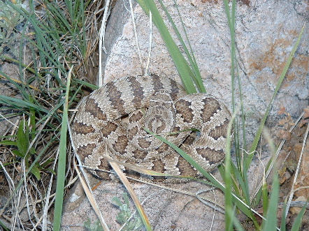 Great Basin Rattlesnake