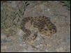 Great Basin Rattlesnake 2